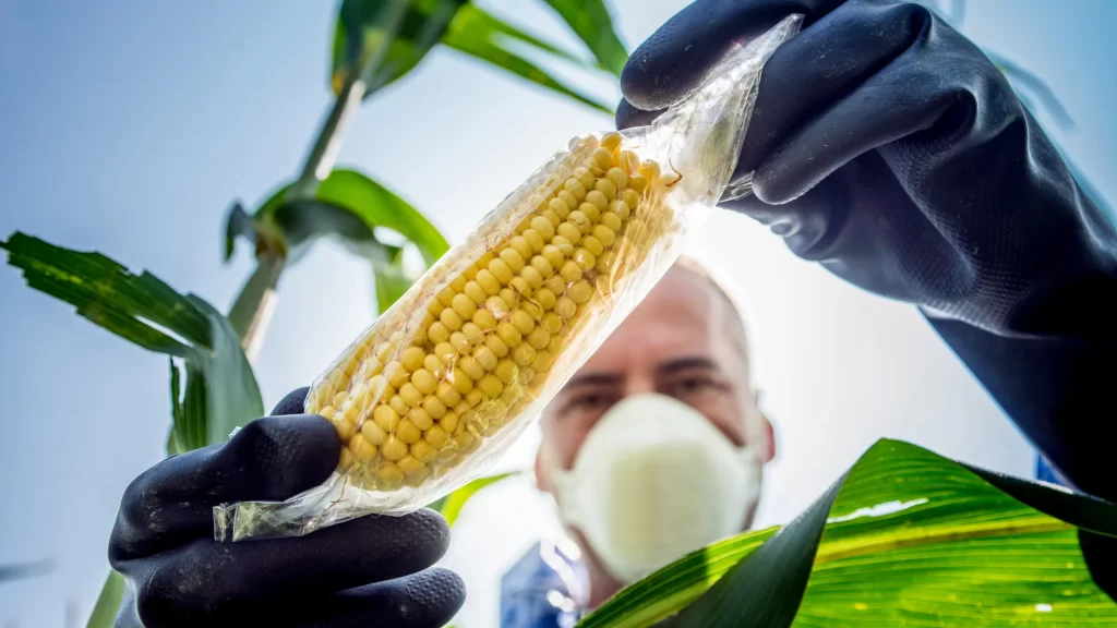 Sheinbaum promoverá reforma para prohibir maíz transgénico