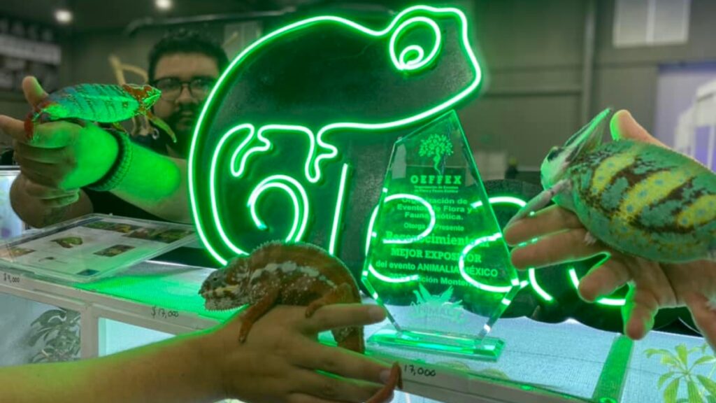 Animalia 2026 el evento que todo amante animal debe vivir