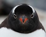 Antártida revela inesperada especie de pingüino