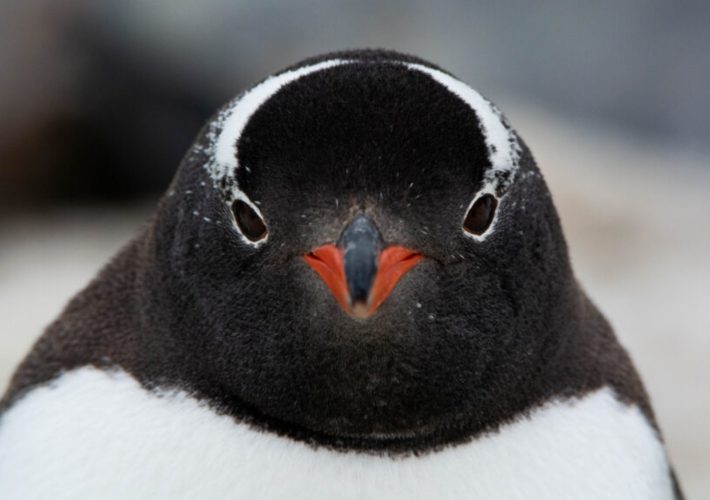 Antártida revela inesperada especie de pingüino