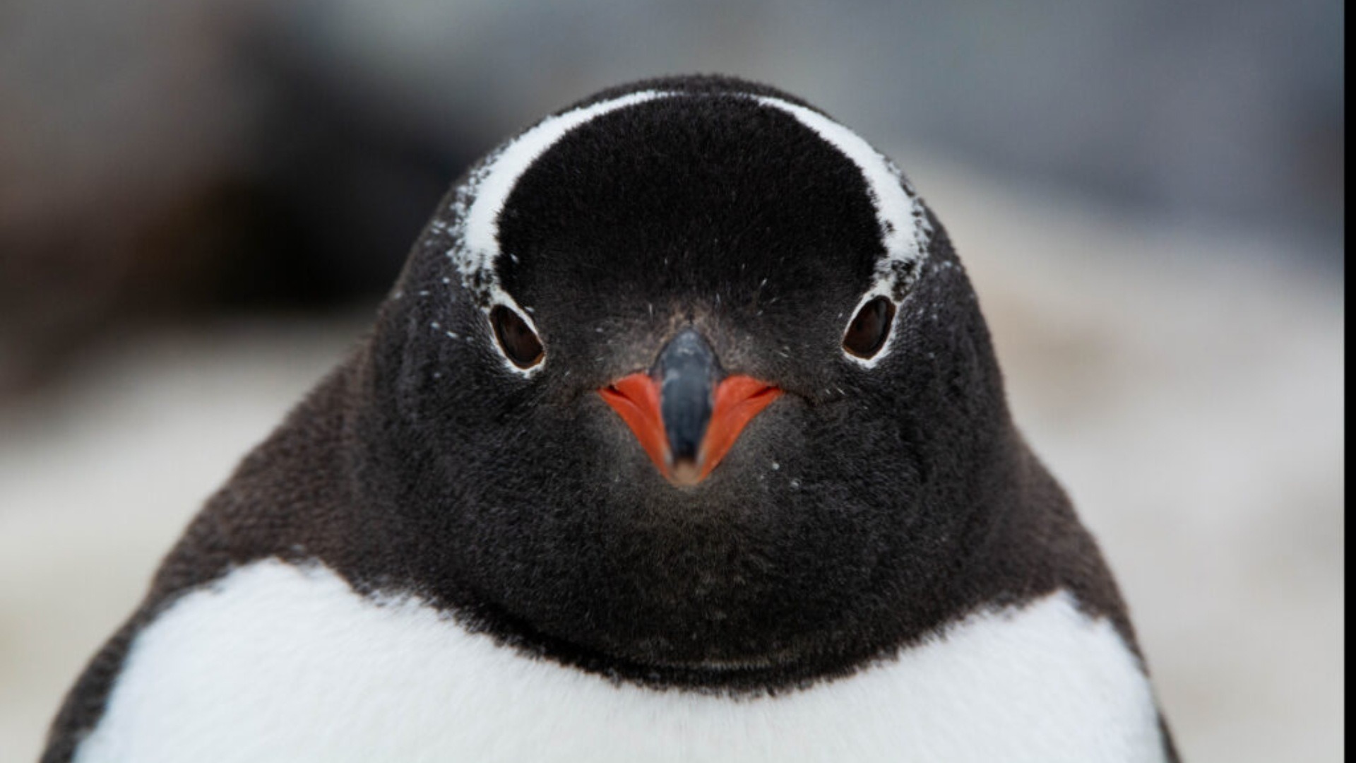 Científicos identifican nueva especie pingüino en Antártida