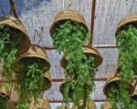 Festival de Macetas 2026 reúne plantas, cerámica y diseño