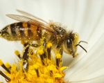 Hoy se celebra el Día Mundial de las Abejas