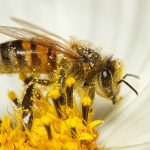 Hoy es el Día Mundial de las Abejas: eco-héroes invisibles