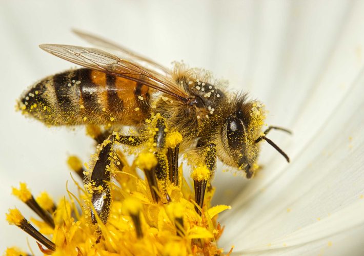 Hoy se celebra el Día Mundial de las Abejas