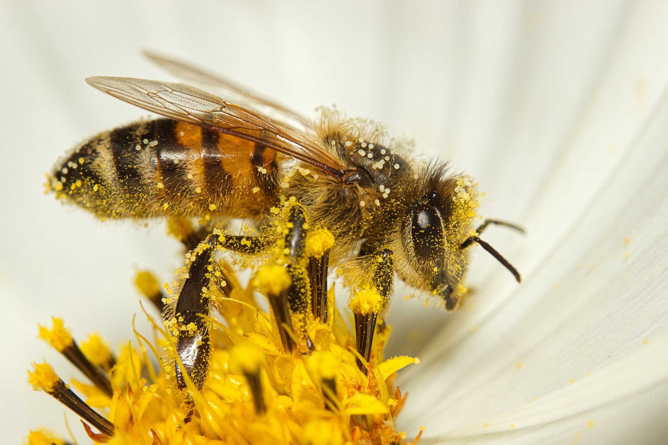 Hoy es el Día Mundial de las Abejas: eco-héroes invisibles