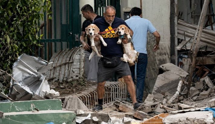 Perros y gatos rescatados tras los terremotos en Venezuela