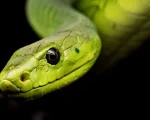 Conservación de serpientes en México