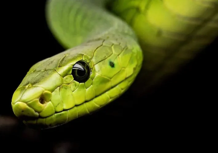 Conservación de serpientes en México