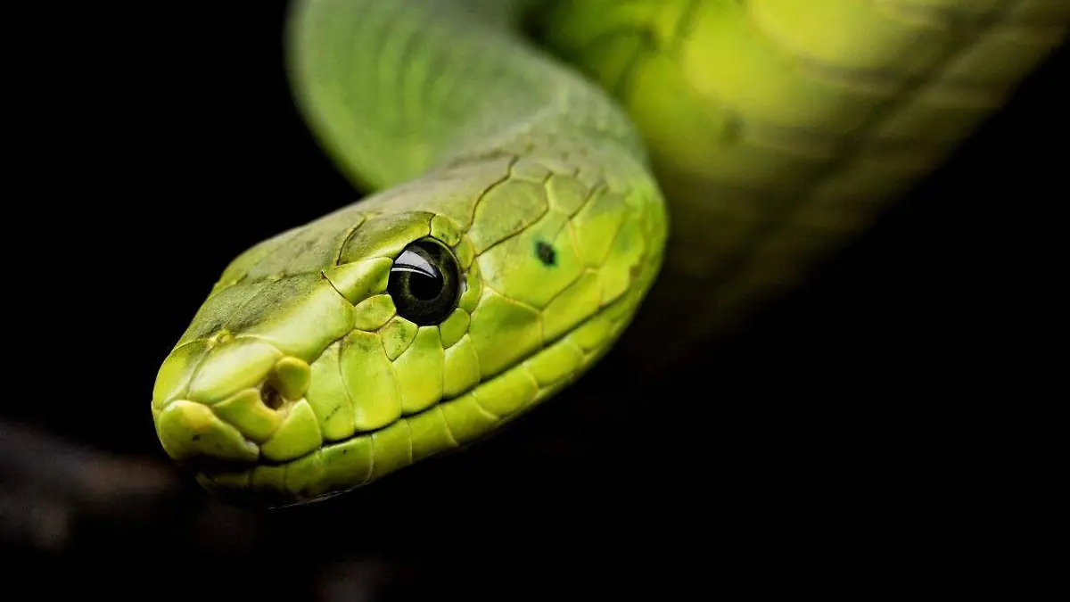 Serpiente, aliada silenciosa de cultivos y ecosistemas