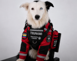 De perro rescatado a símbolo de esperanza