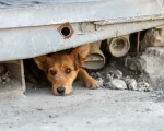 El abandono de perros sigue en ascenso