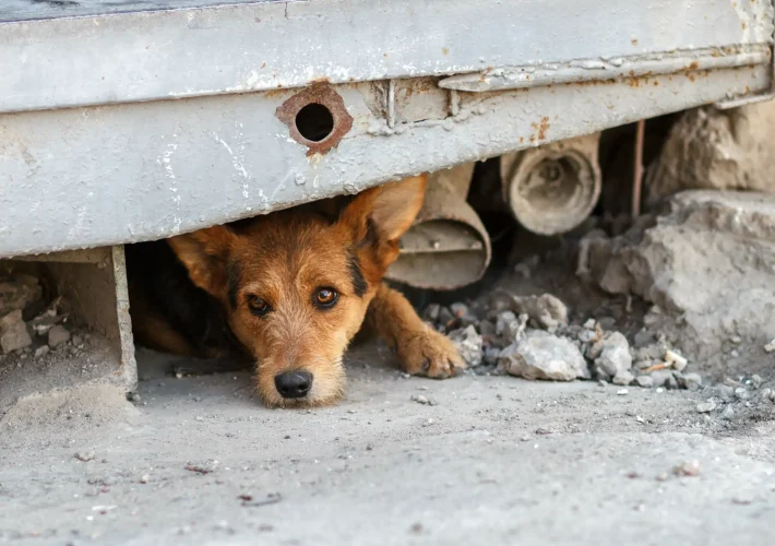 El abandono de perros sigue en ascenso