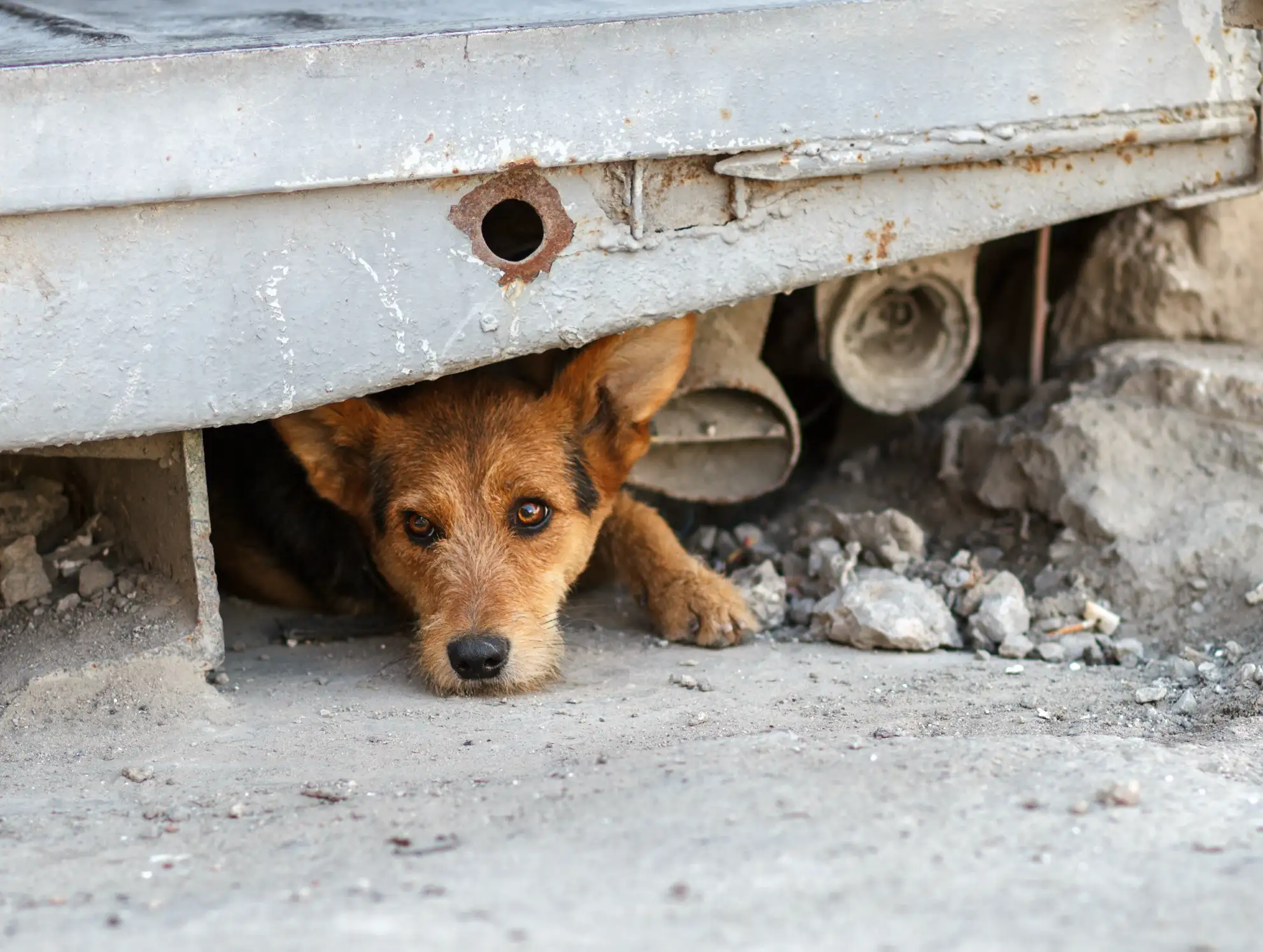 El abandono de perros sigue en ascenso
