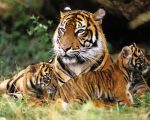 Día Internacional del Tigre: historia y curiosidades