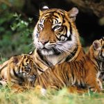 Tigre: el significado del Día Internacional del 29 julio