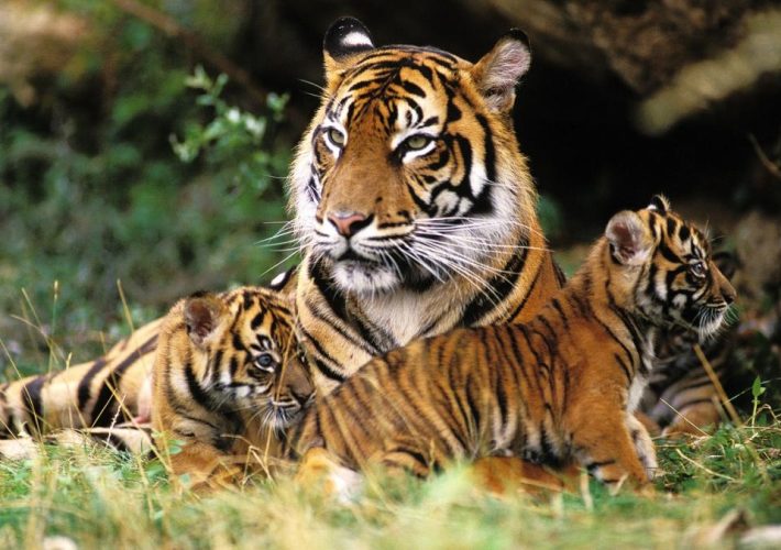 Día Internacional del Tigre: historia y curiosidades