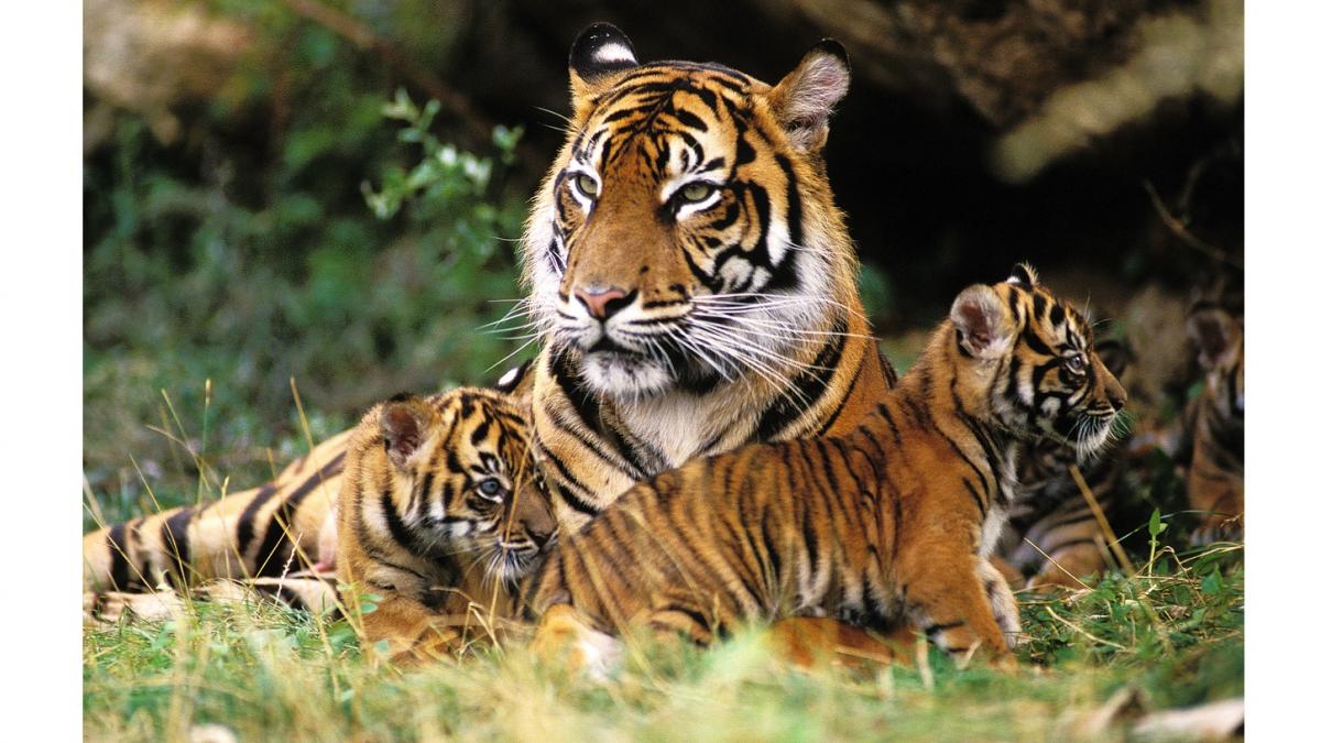 Tigre: el significado del Día Internacional del 29 julio