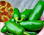 La Salmonella pone bajo investigación a chiles jalapeños
