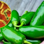 Jalapeño enciende alerta sanitaria entre México y EU