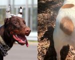 La ciencia cuestiona el corte de orejas y cola en perros