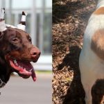 El costo oculto de las cirugías estéticas en perros