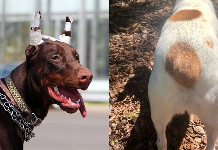 La ciencia cuestiona el corte de orejas y cola en perros