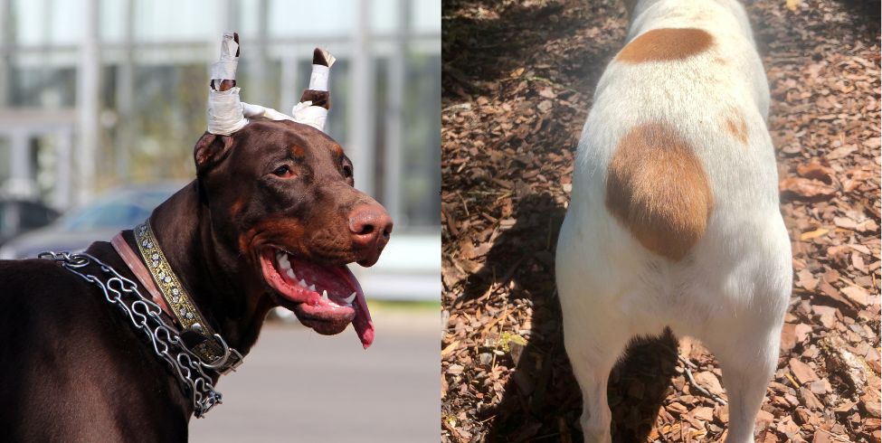El costo oculto de las cirugías estéticas en perros