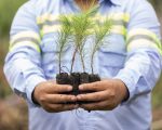 México sembrará árboles y más de dos millones de semillas