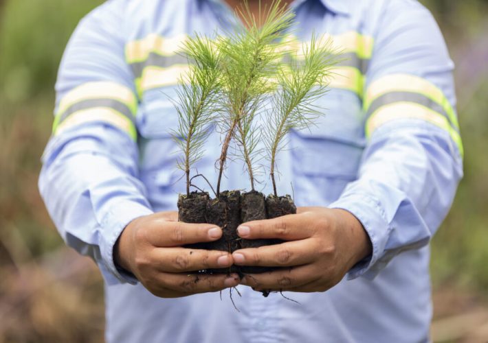 México sembrará árboles y más de dos millones de semillas