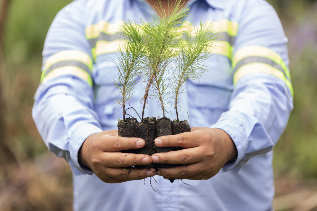Sheinbaum lanza una reforestación de alcance nacional