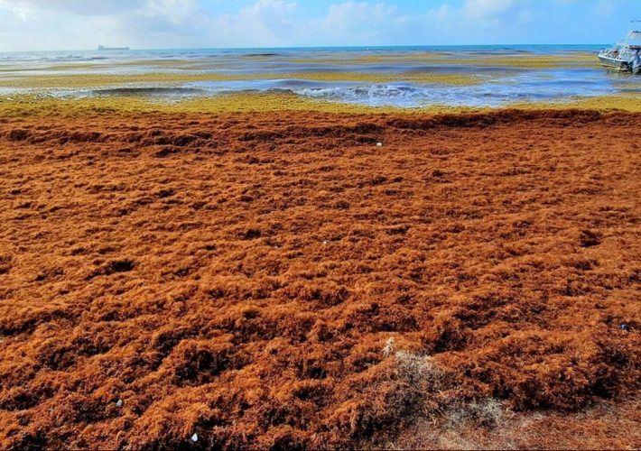 Quintana Roo enfrenta una temporada récord de sargazo