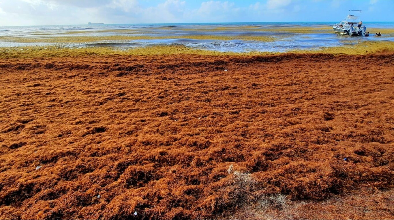 Quintana Roo enfrenta la peor temporada de Sargazo