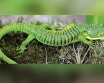 La Profepa aseguró 13 ejemplares de Dragón Mexicano que serían enviados de manera ilegal a Hong Kong,