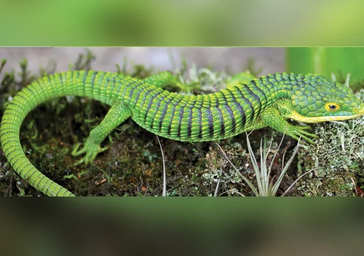 La Profepa aseguró 13 ejemplares de Dragón Mexicano que serían enviados de manera ilegal a Hong Kong,