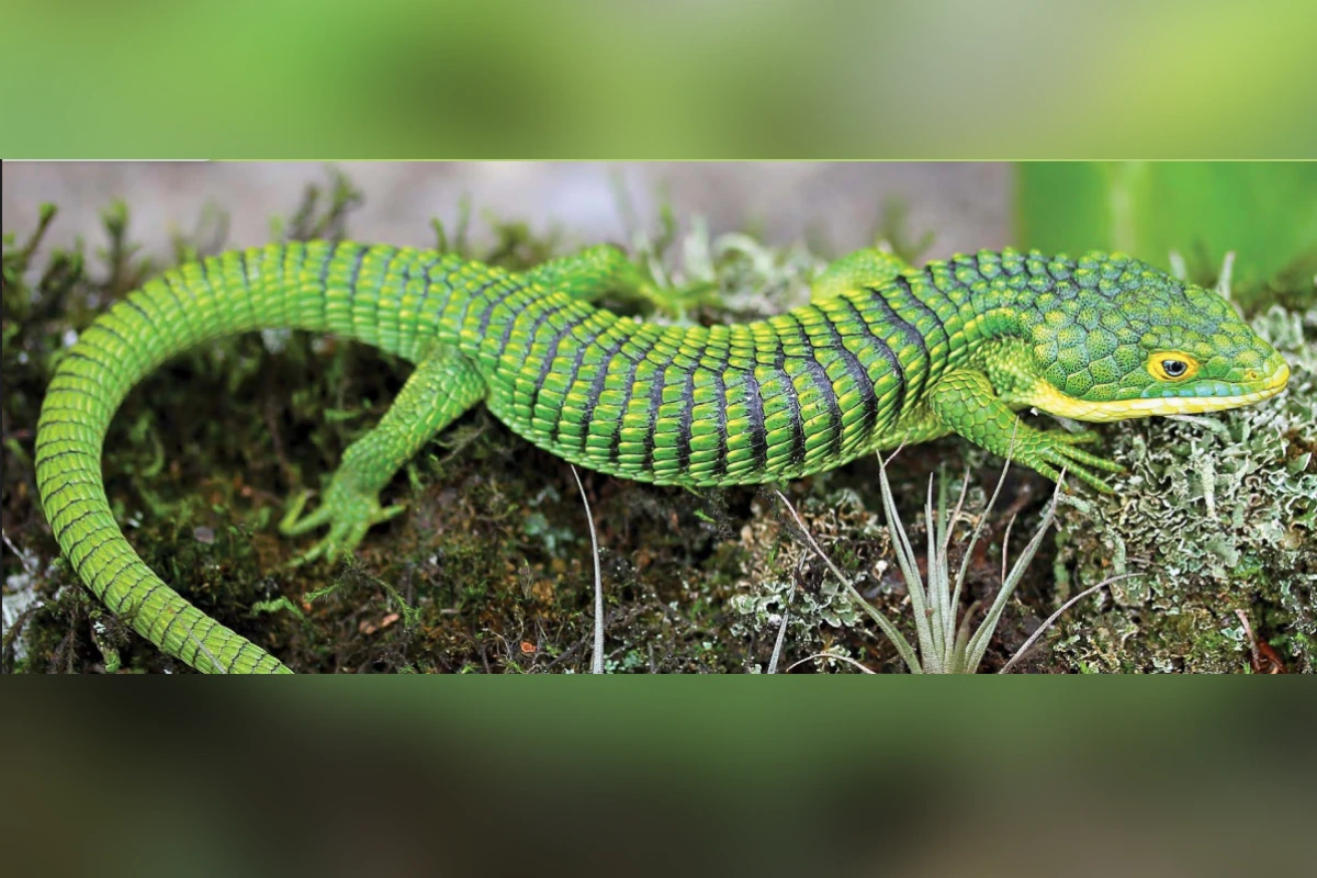 Hallan 13 Dragones Mexicanos ocultos rumbo a Hong Kong