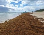 La llegada de sargazo a las costas de Cancún y el Caribe mexicano mantiene la atención de autoridades, hoteleros y turistas durante agosto de 2026.