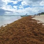 Sargazo en Cancún: condiciones de las playas en agosto