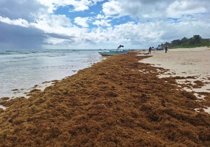 Sargazo en Cancún: condiciones de las playas en agosto