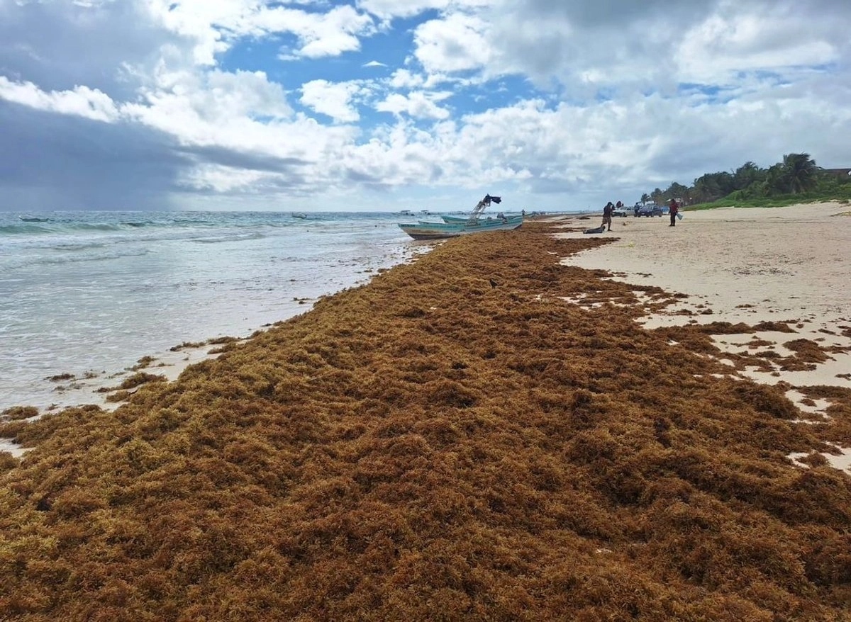 Sargazo en Cancún: condiciones de las playas en agosto